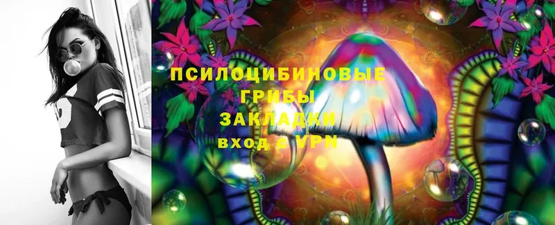 Псилоцибиновые грибы Psilocybine cubensis  Электрогорск 